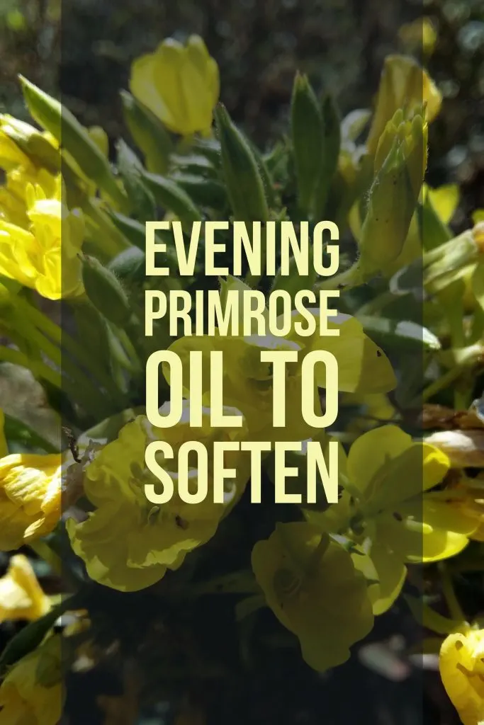 Evening primrose oil can help soften the cervix