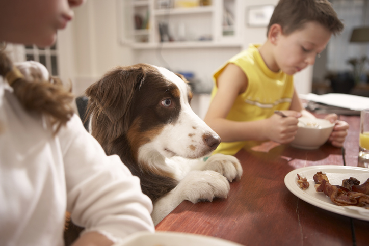 Dog as an emotional support animal