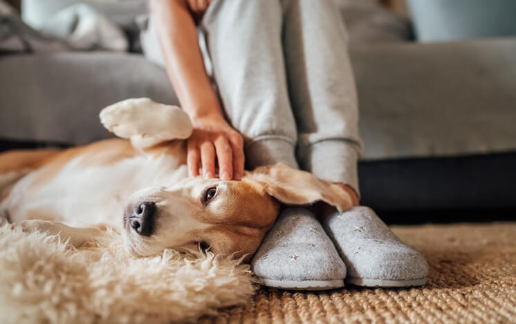 Pet Owners 5 Simple Ways to Keep Your Home Clean