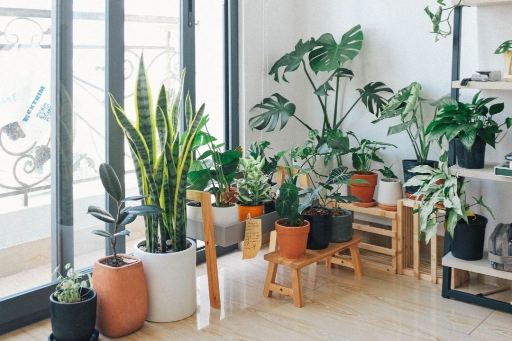 Keep Your Indoor Plants Alive And Healthy