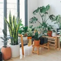 Keep Your Indoor Plants Alive And Healthy