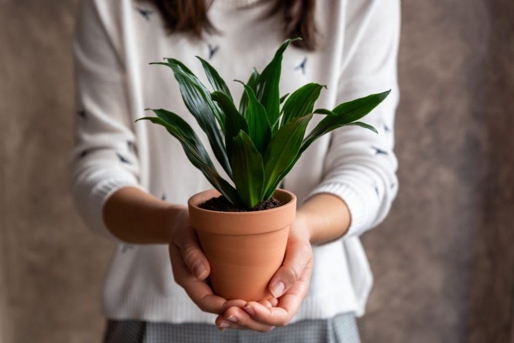 how to keep indoor plants alive