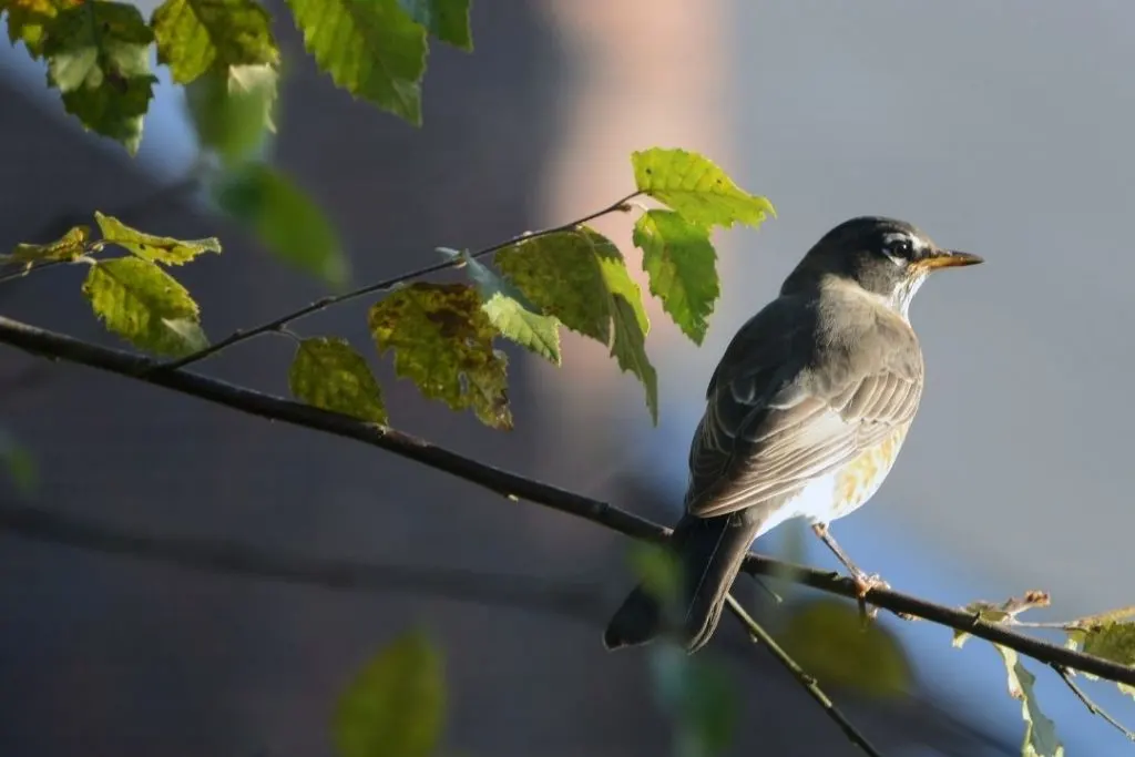 How To Keep Birds As Pets In Your Garden