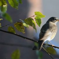 How To Keep Birds As Pets In Your Garden
