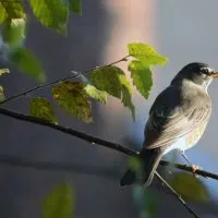 How To Keep Birds As Pets In Your Garden