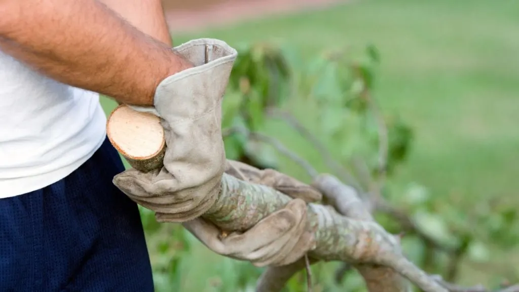 Tips On How To Keep Your Yard Tidy And Private