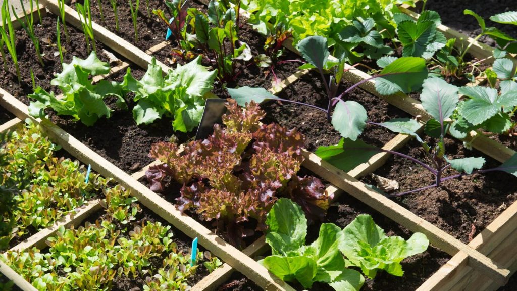 Create A Vegetable Garden