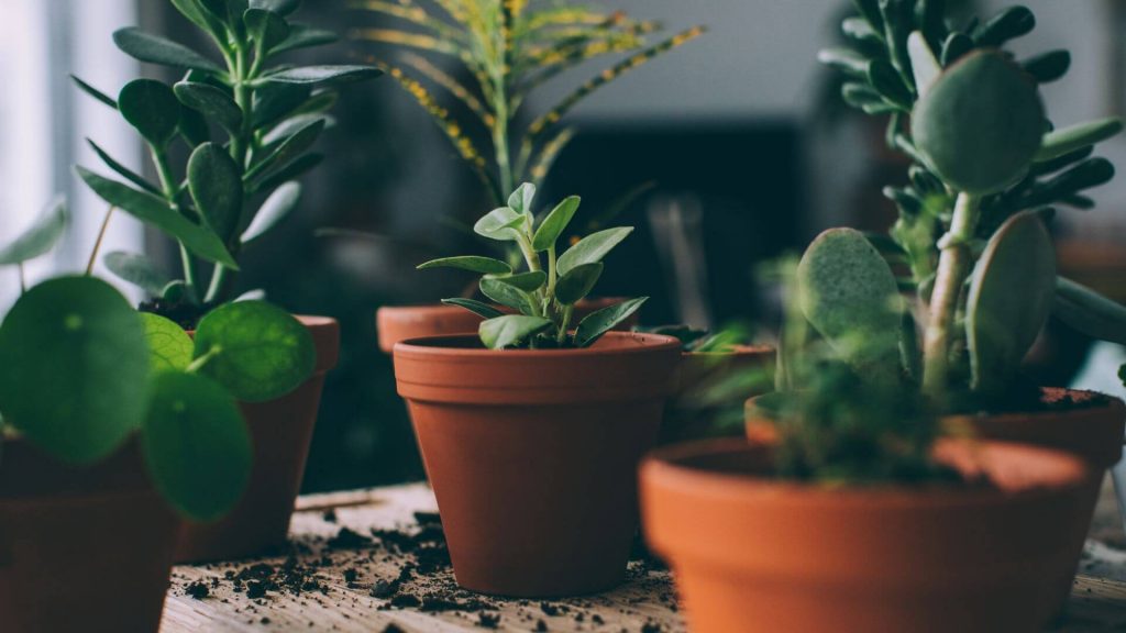 How to Create an Indoor Garden