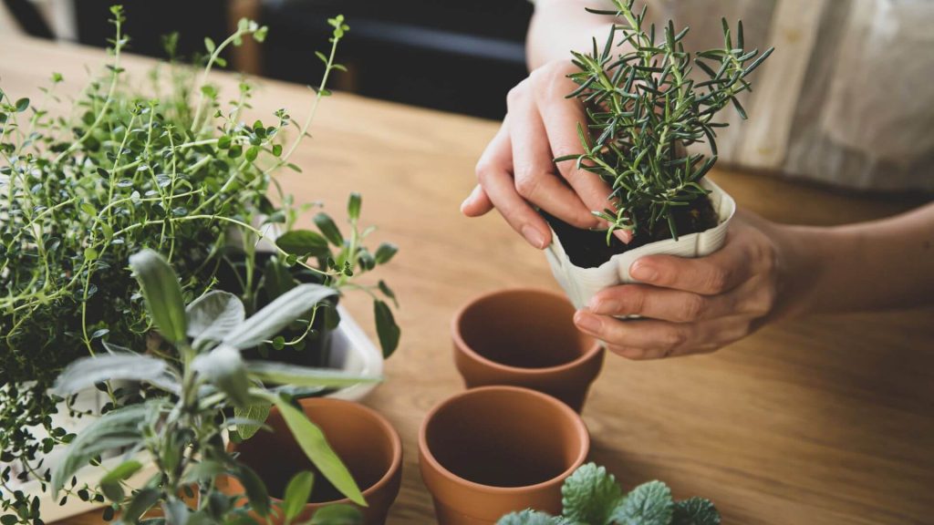 Maintain Your Indoor Garden Regularly