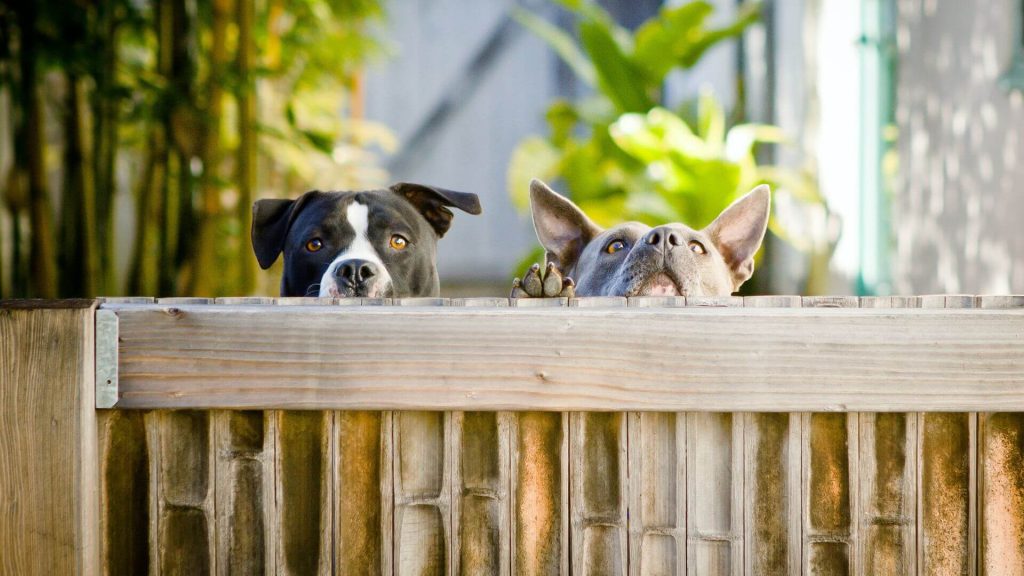 Fencing for Dogs