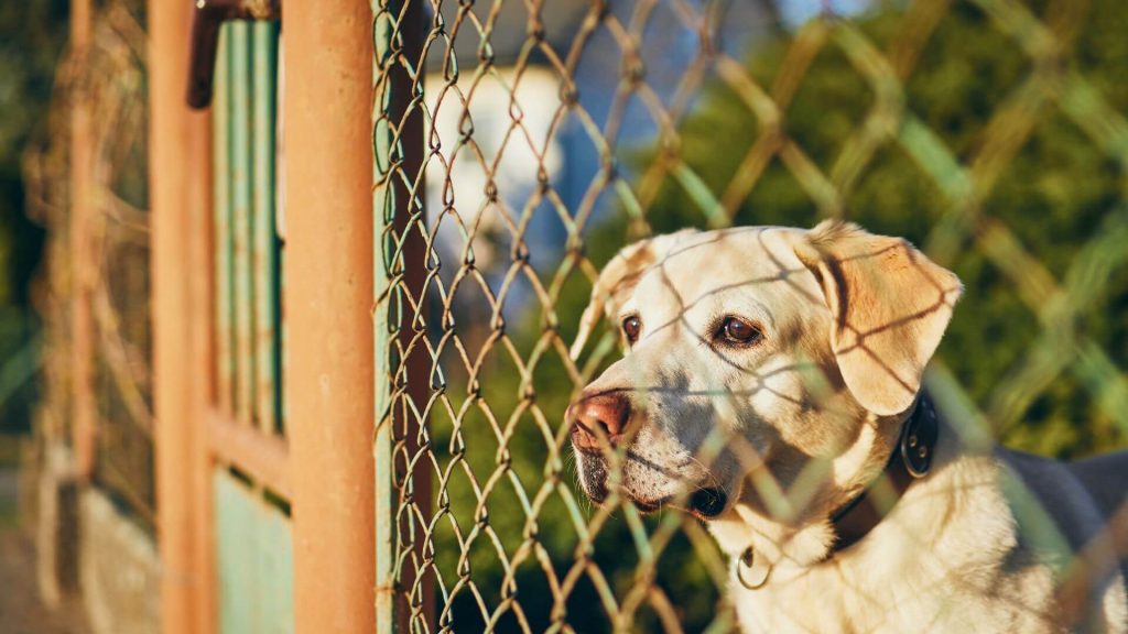 Fencing for Dogs What Are Your Options