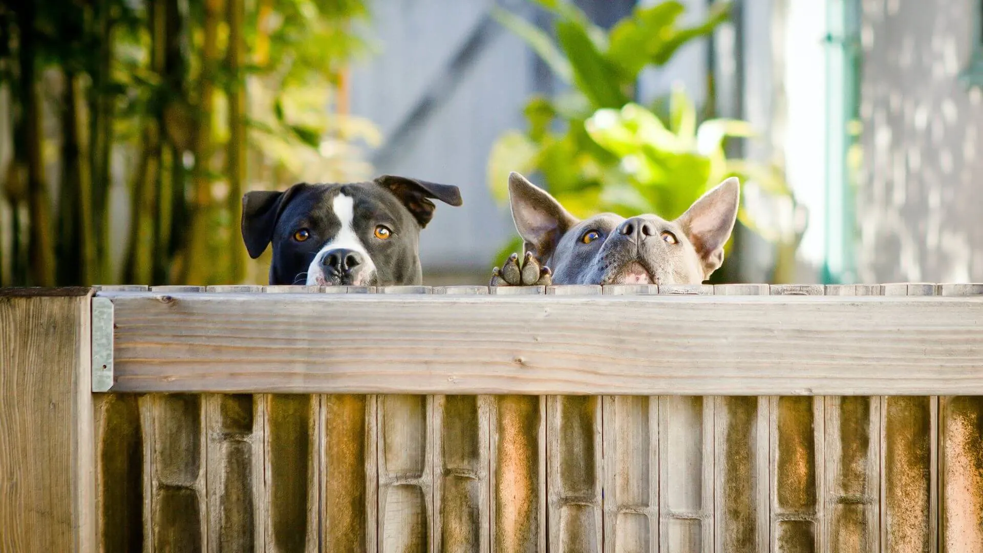 Fencing for Dogs