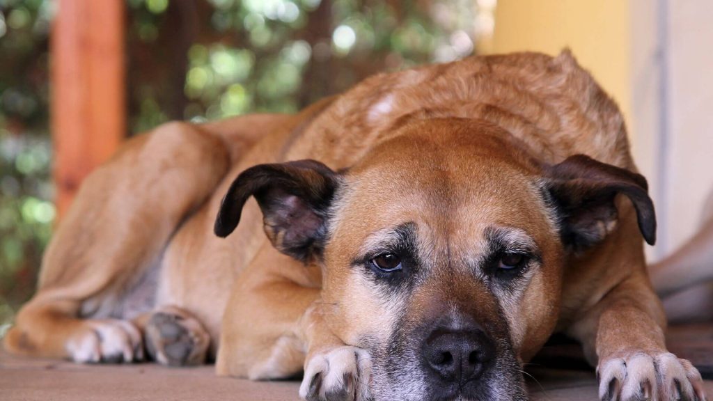 How to Give Your Old Dog the Best Life