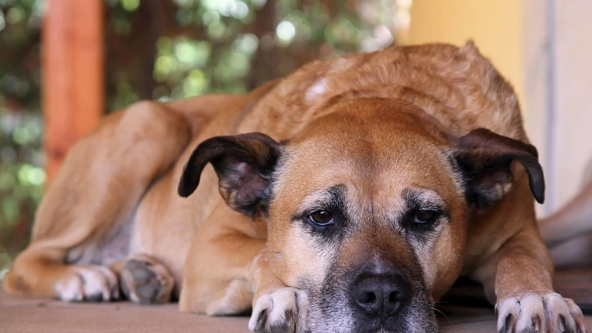 How to Give Your Old Dog the Best Life