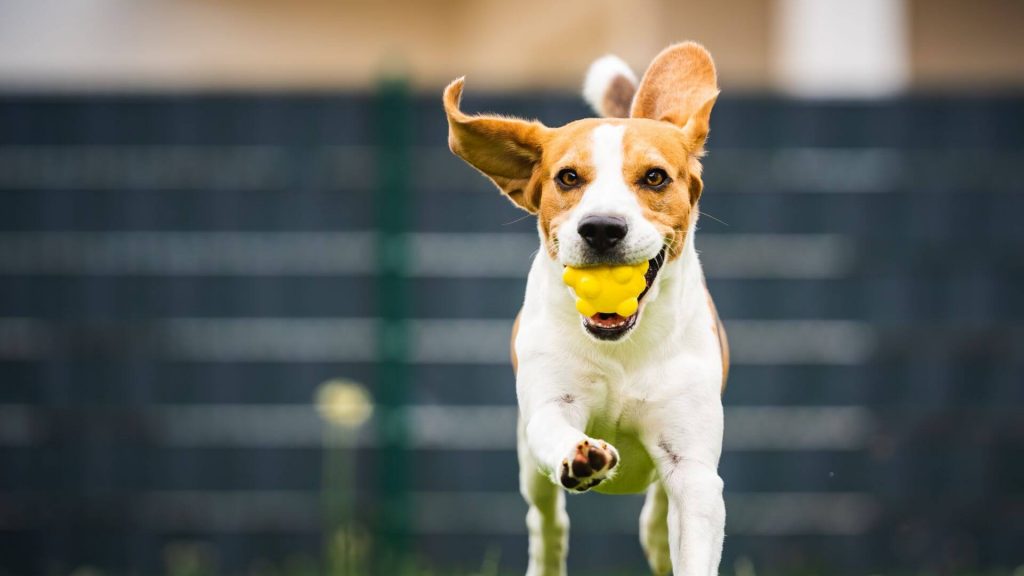 Wood-slat Or Vinyl Fences for dogs