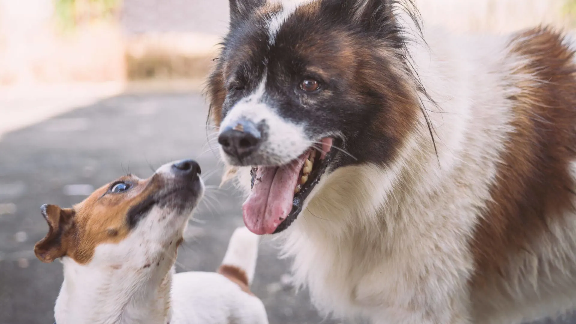 What To Do If Your Neighbors Have An Aggressive Dog