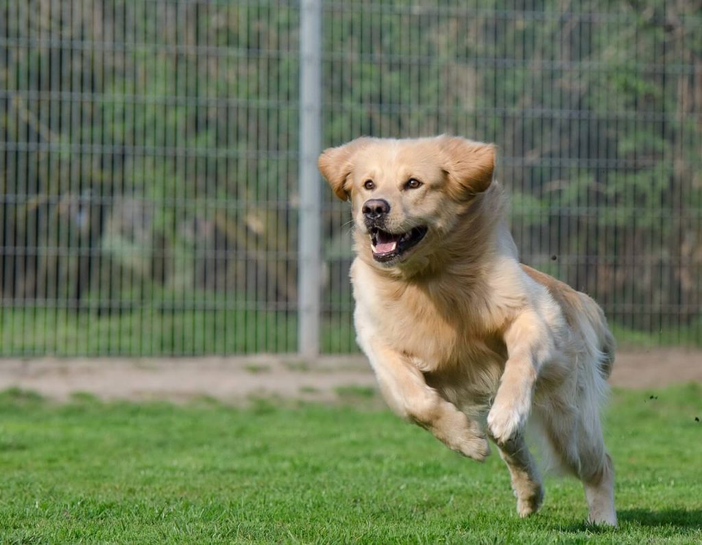  Fight Against Unethical Puppy Mills