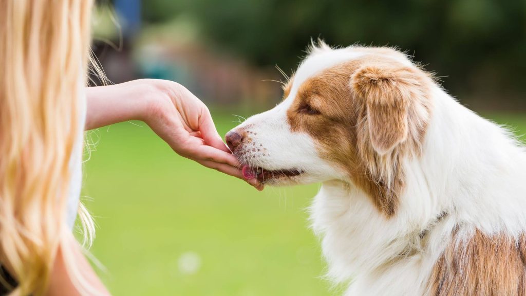 Natural and Healthy Treats for Dogs