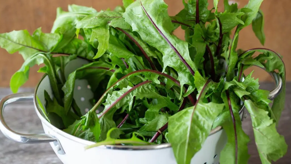 Dandelion Greens