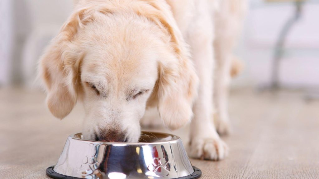 Dog Nutrition Are You Feeding Your Dog Right