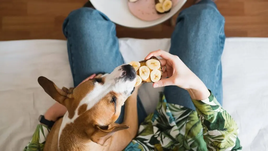 Top 5 Natural And Healthy Treats For Dogs