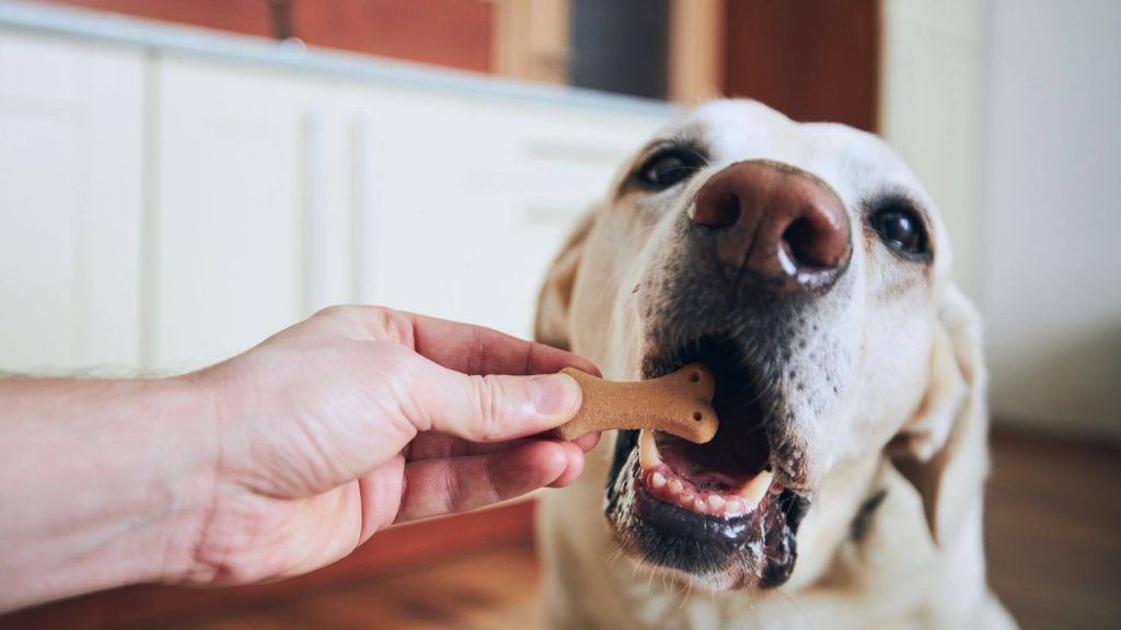 feeding your dog right