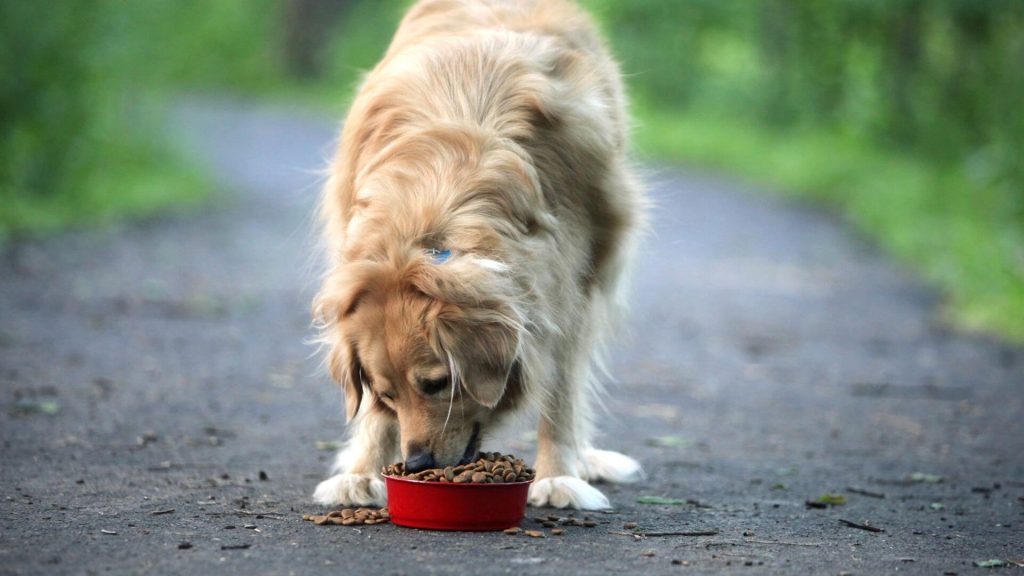 feeding your dog the best food