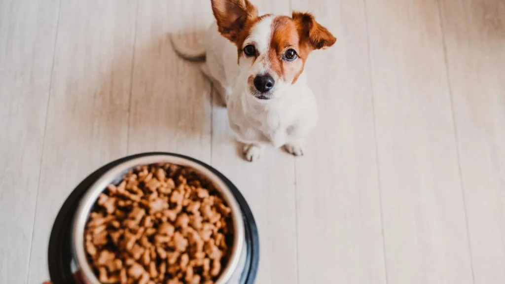 Taking Charge of Your Pet’s Diet