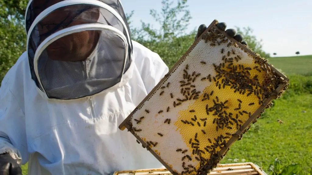 How Bees Make Honey