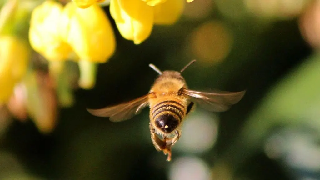 How Bees Make this Golden Sweetener