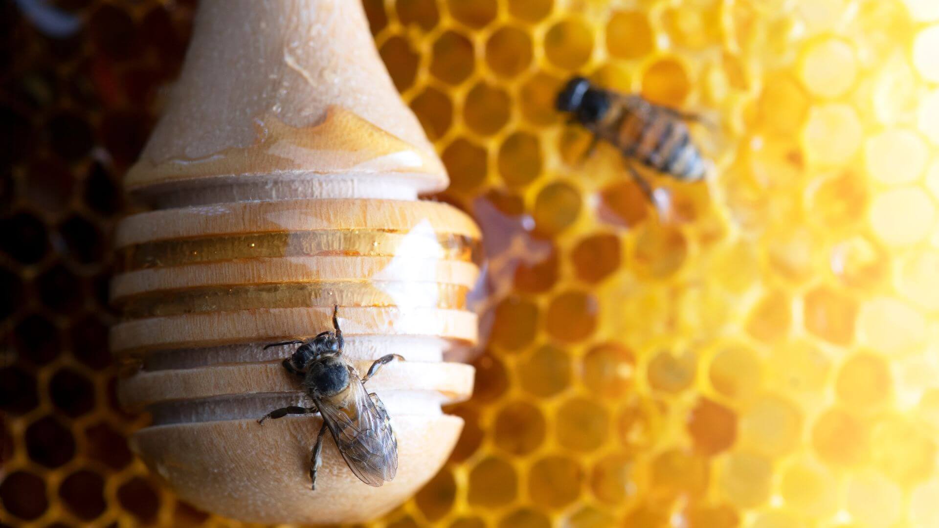 The Buzz on Honey How Bees Make this Golden Sweetener