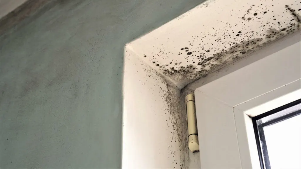 3 Effective Tips to Eliminate Black Mold