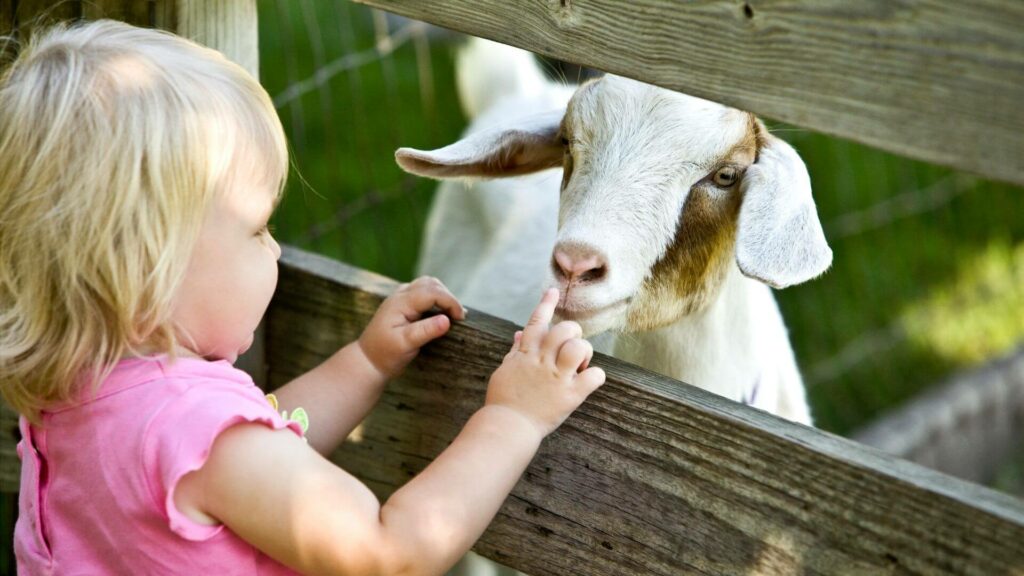 Visit a Local Farm or Petting Zoo
