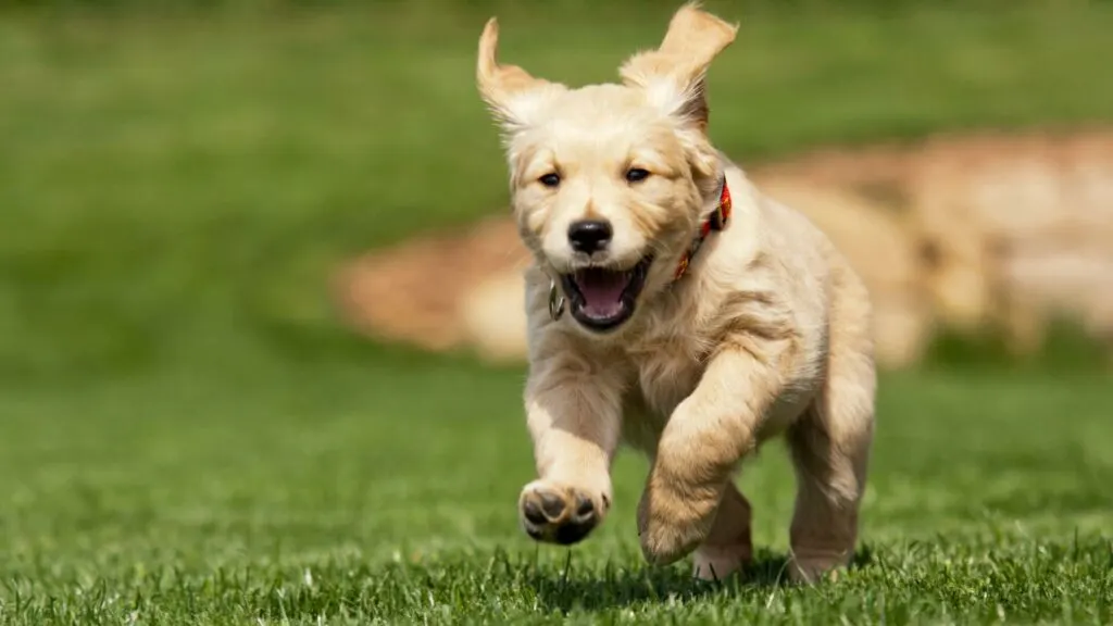 Give Your Puppy Plenty of Exercises