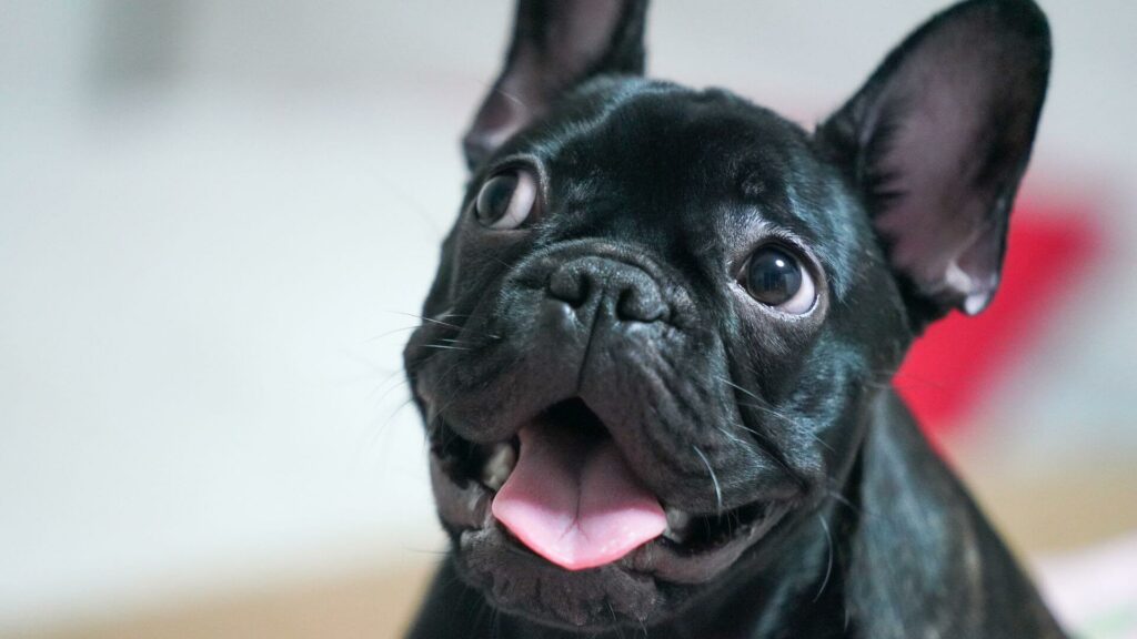 French Bulldog