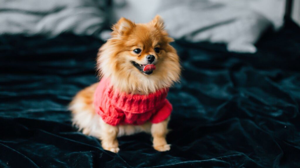 Pomeranian