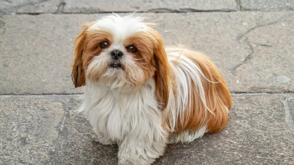 Shih-Tzu