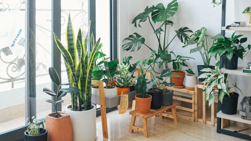 Cozy Living Room with Different Types of Plants