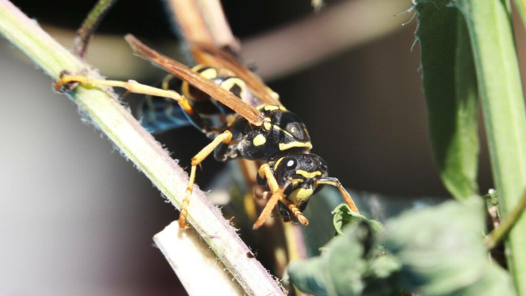 Take preventive measures to keep wasps away from your home
