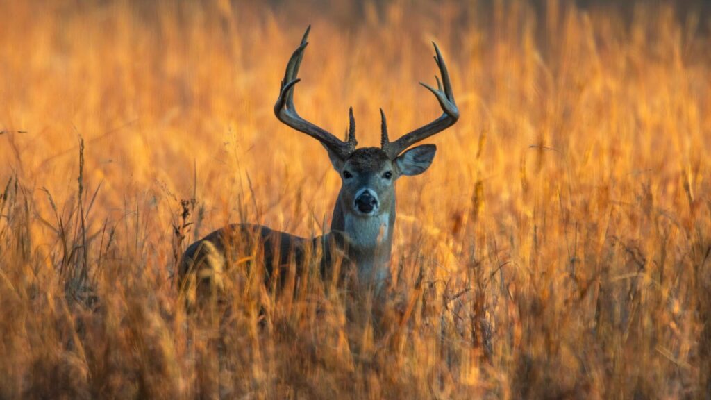 3 Ways to Keep Deer Out of Your Backyard Garden