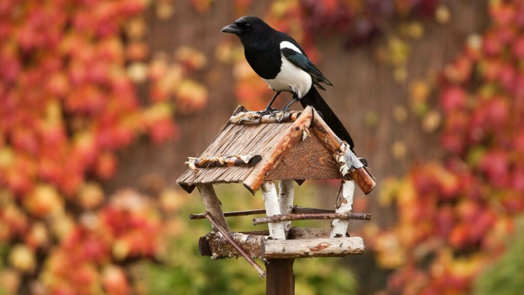 A Guide For Bird Lovers How To Choose The Right Bird Feeder