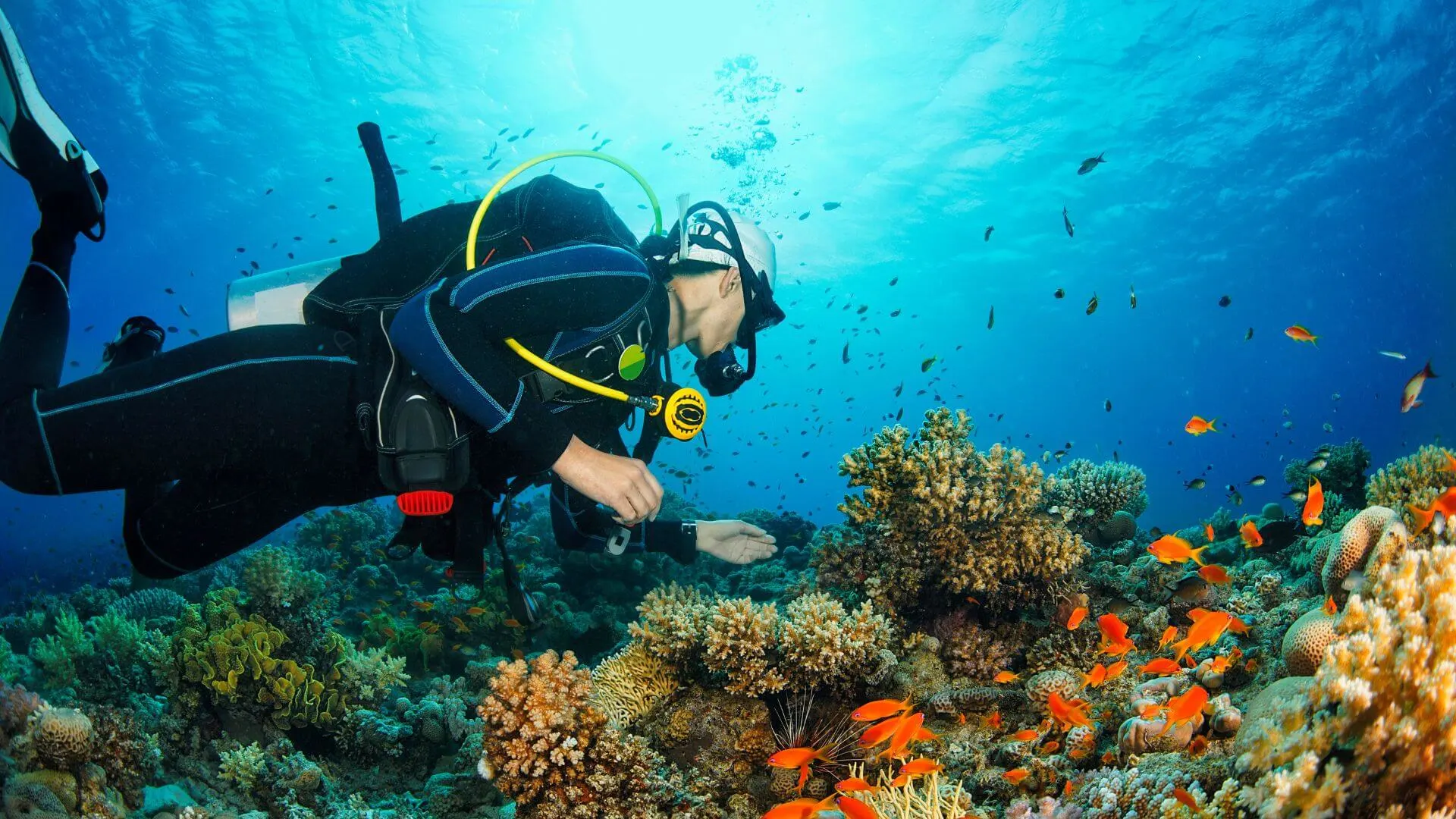 An Introduction to the Thrills of Scuba Diving
