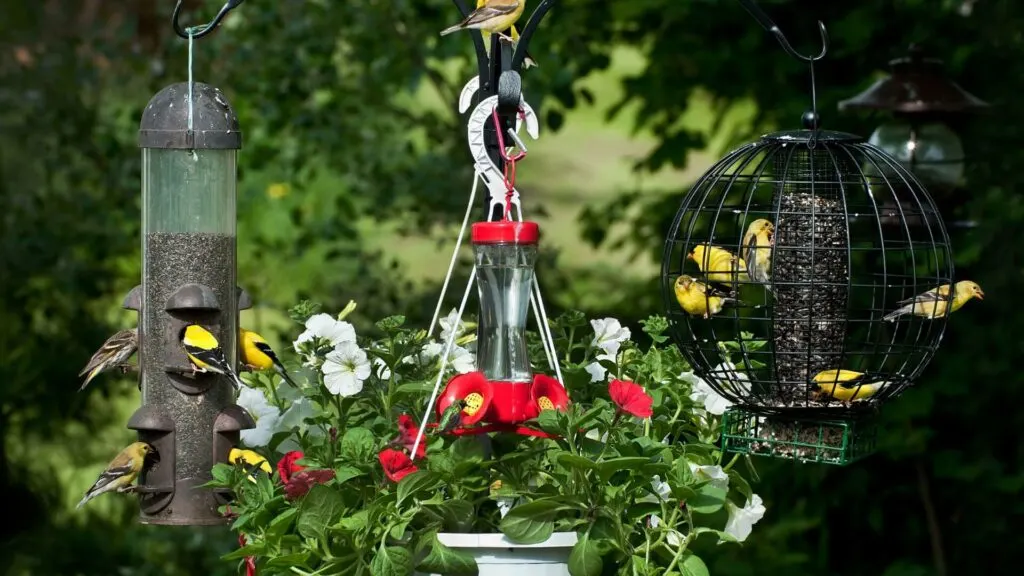 Set Up a Bird Feeding Station