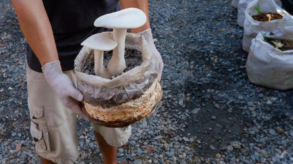 Unlocking the Secrets to Successful Mushroom Cultivation