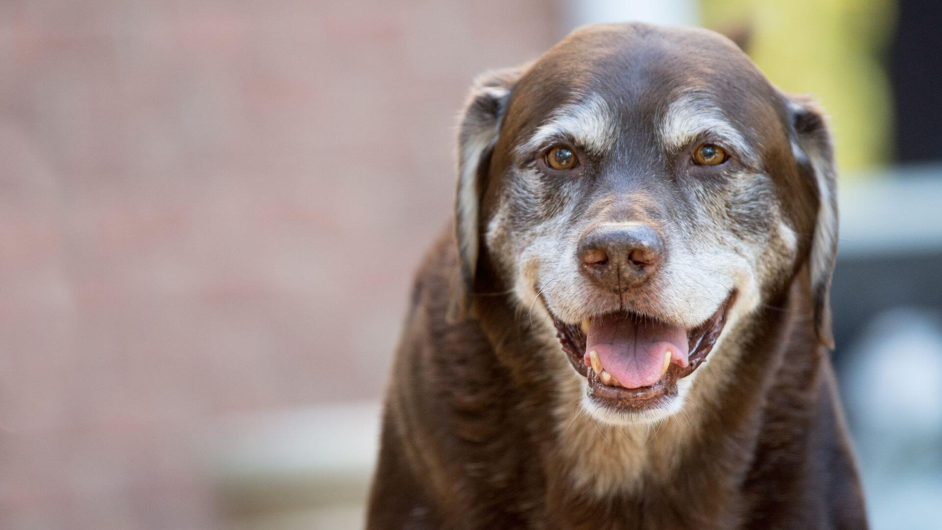 5 Ways to Make Car and Air Travel Easier on Your Aging Dog