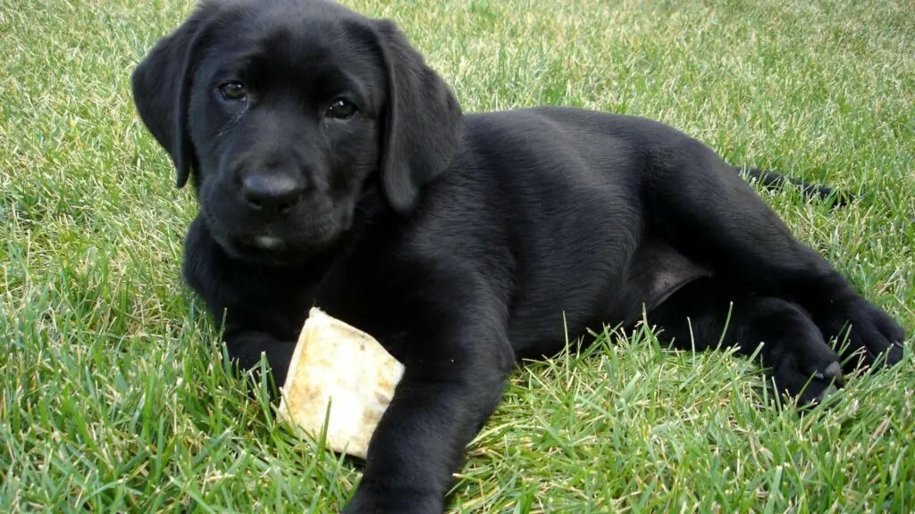 Guide to Choosing Your Perfect Labrador Retriever Breeder vs. Adoption