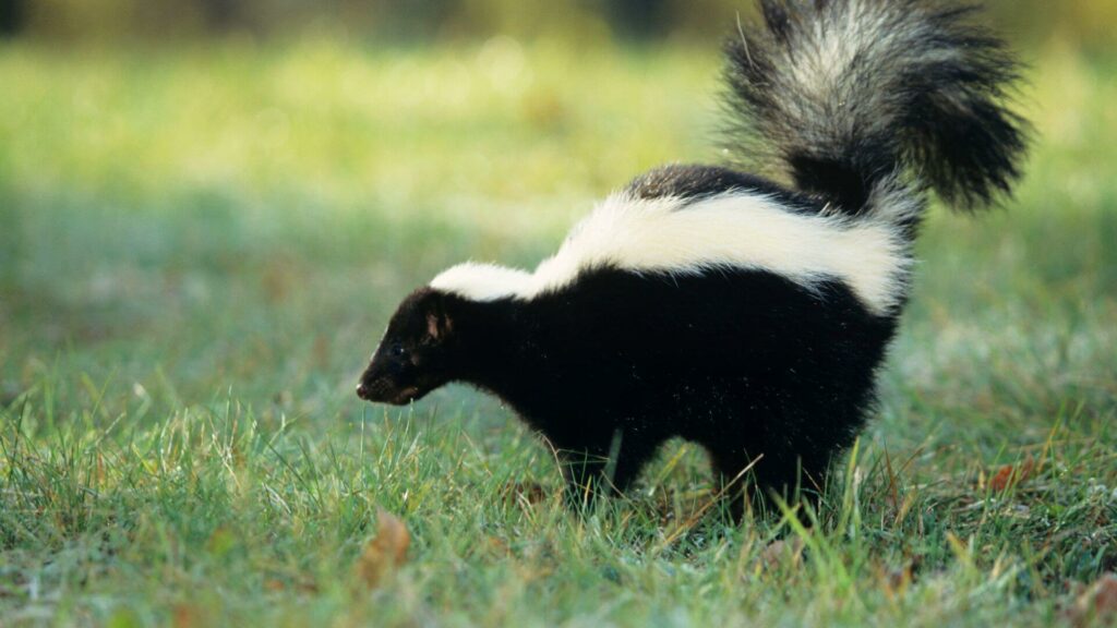 How Skunks Impact Home Environments