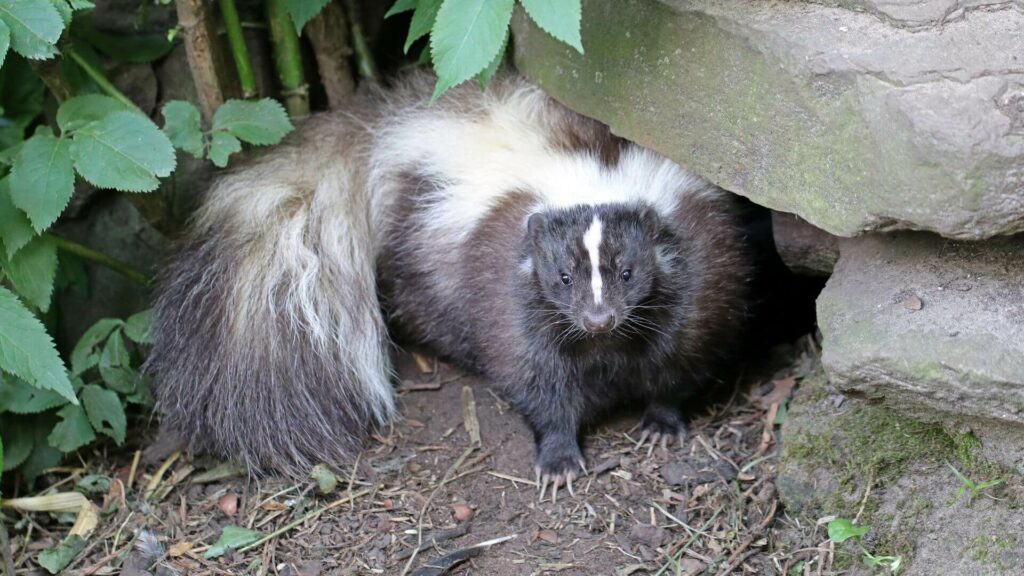 Skunks as Pests