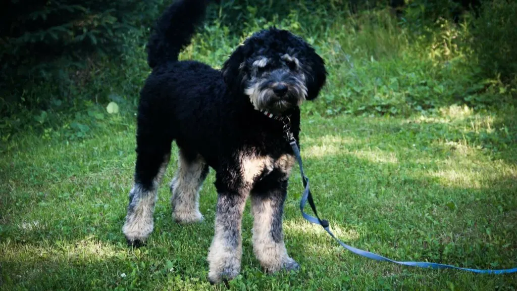 Is the  Bernedoodle the coolest breed of dog