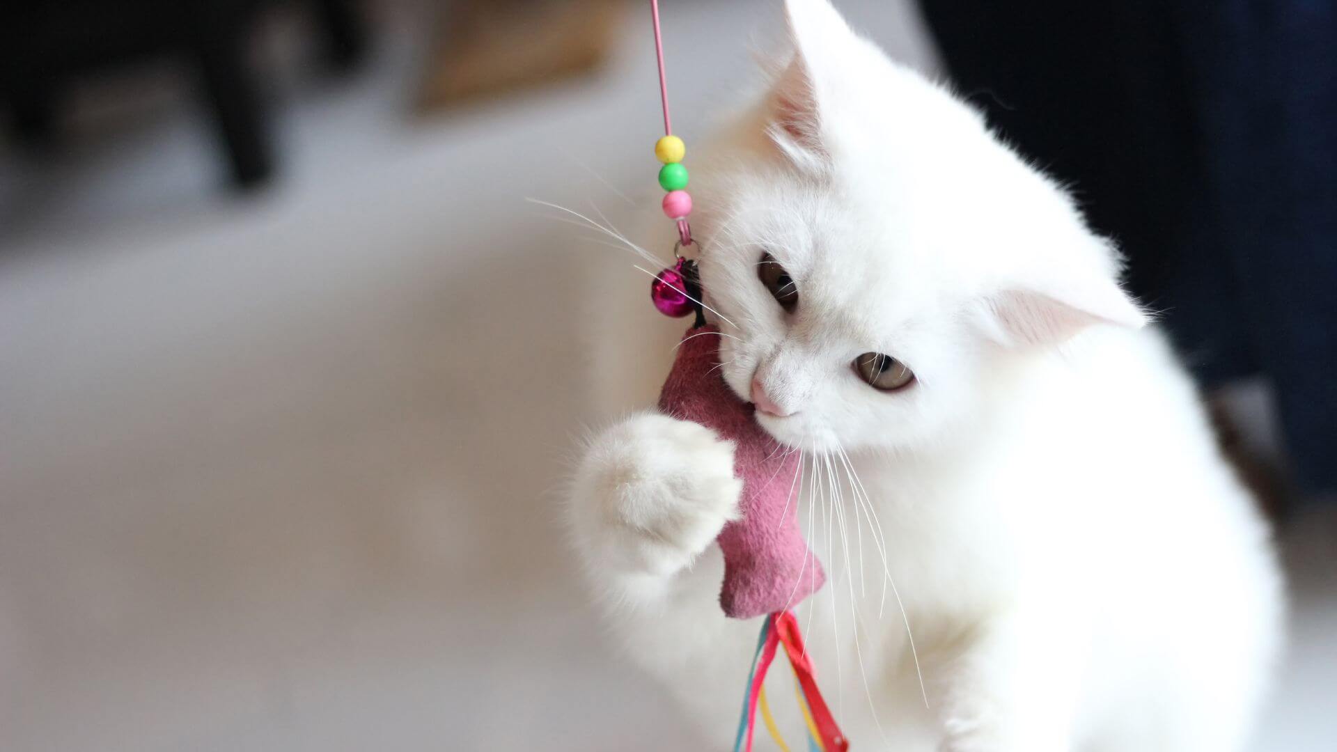 DIY Cat Toys